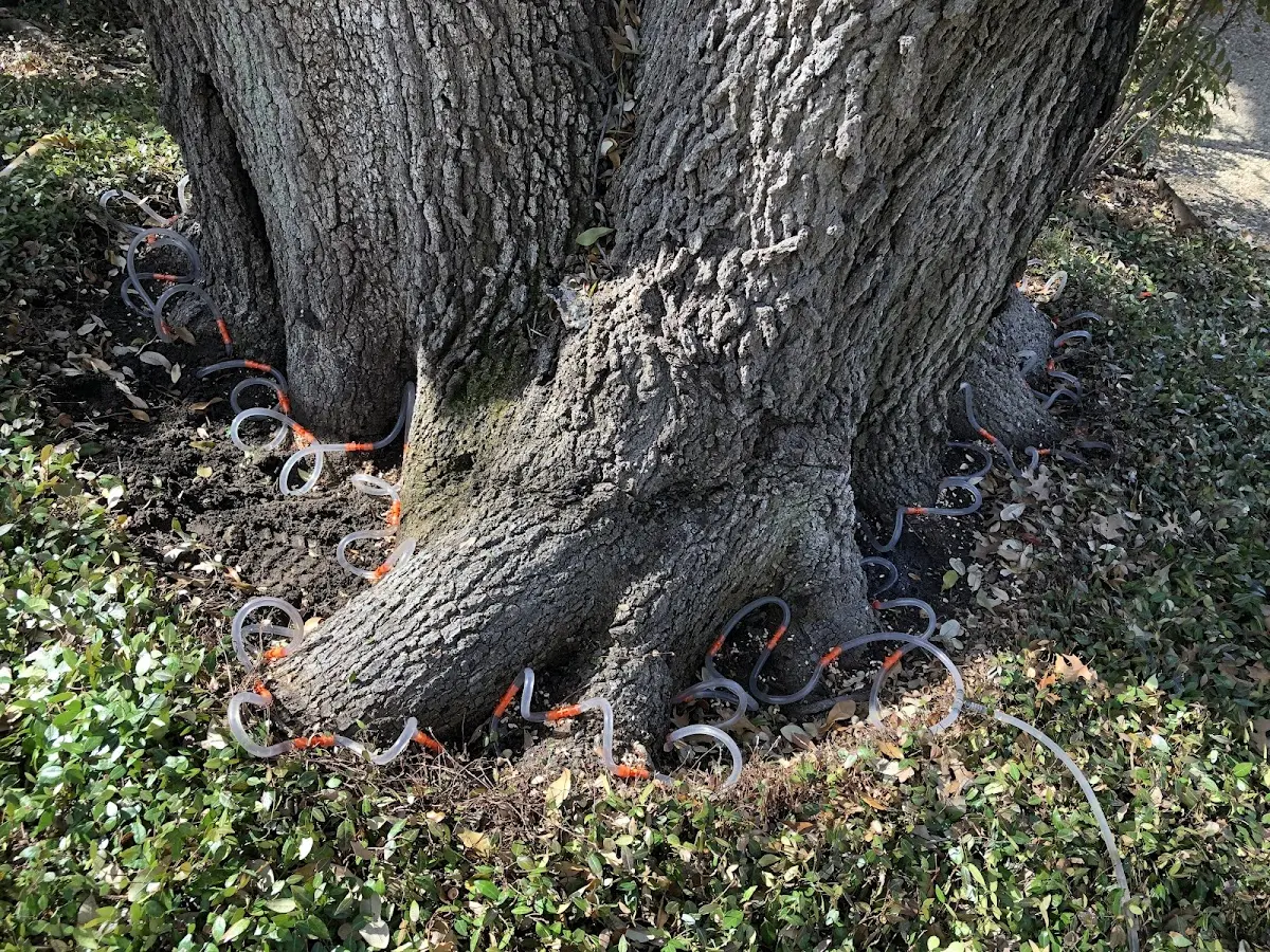 Detailed Tree Cabling and Bracing job site in Palmetto