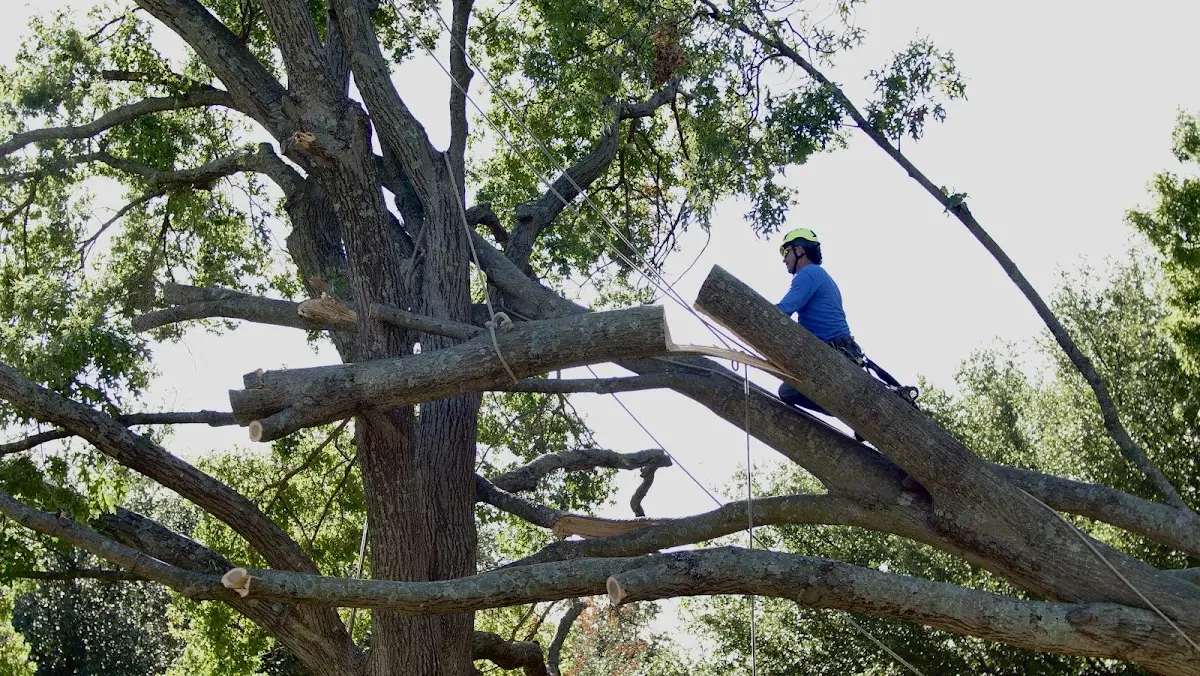 Professional Crown Thinning performed by certified arborists in Palmetto