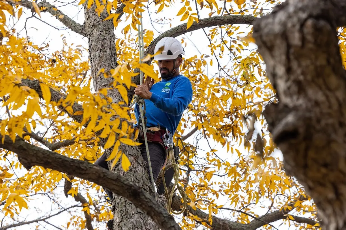 Skilled Tree Pruning crew working in Palmetto