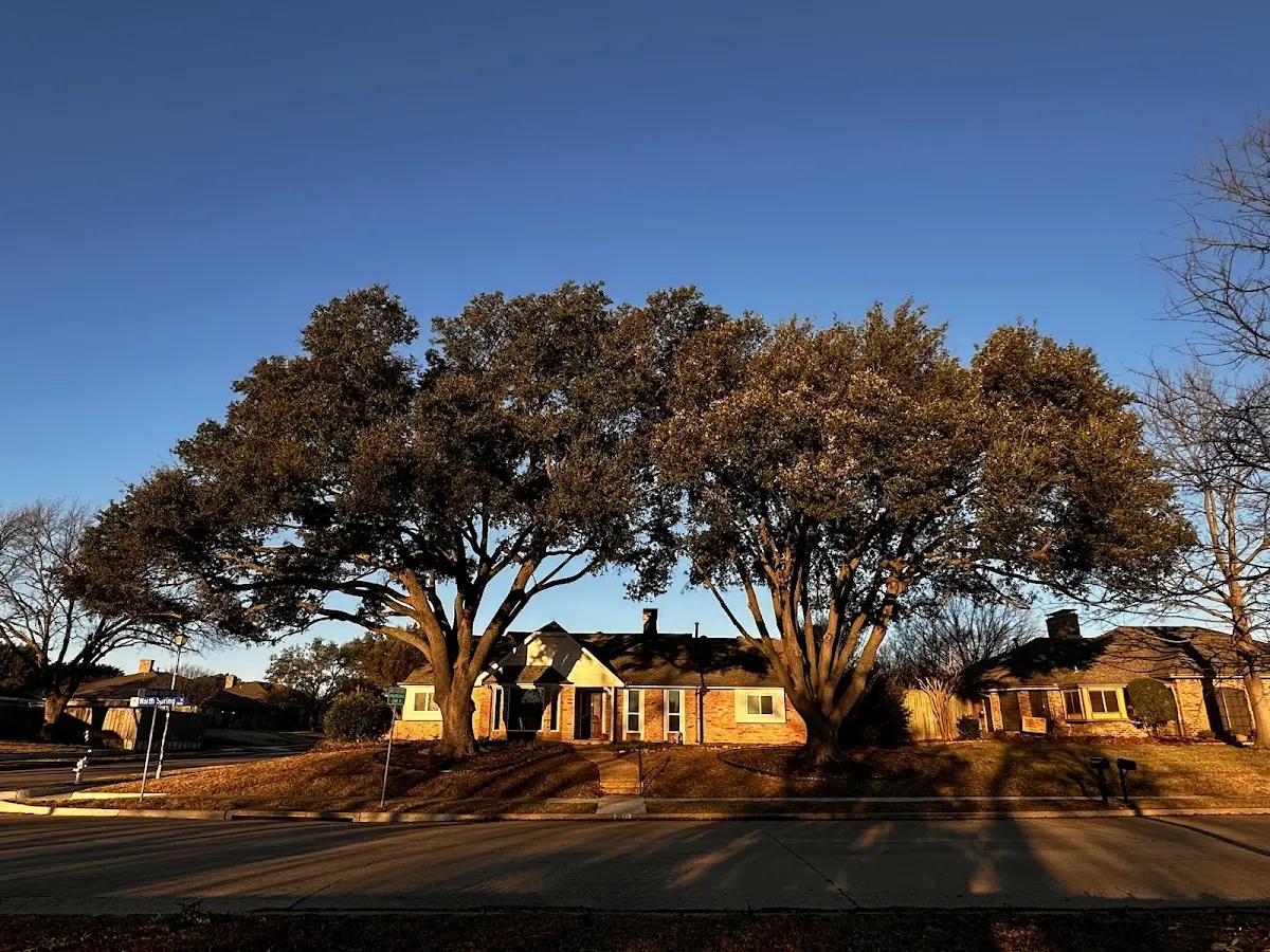Established residential canopy tree shading a home in Palmetto